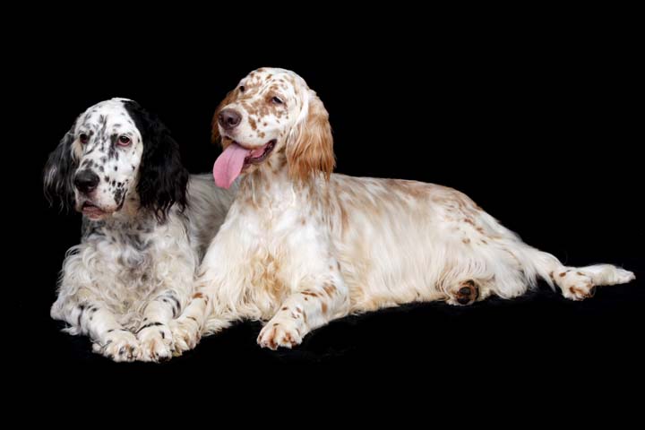 English Setters